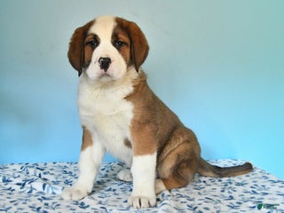 Mixed Breed dogs Bree - Ad 14