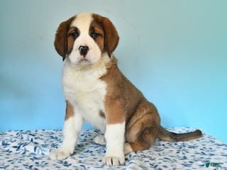 Mixed Breed dogs Bree - Ad 14