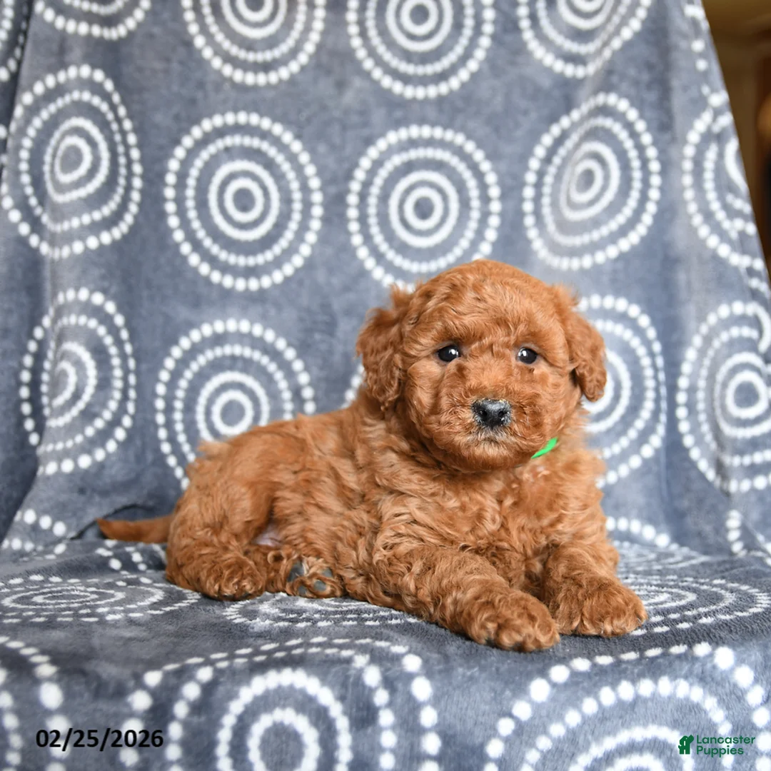 Mini Goldendoodle dogs for sale: Bentley - Ad 3