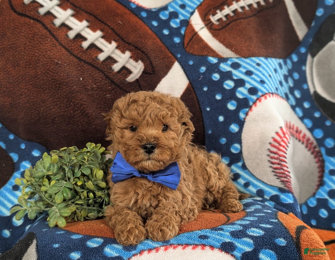 Bichpoo dogs for sale: Chauncey - Ad 7