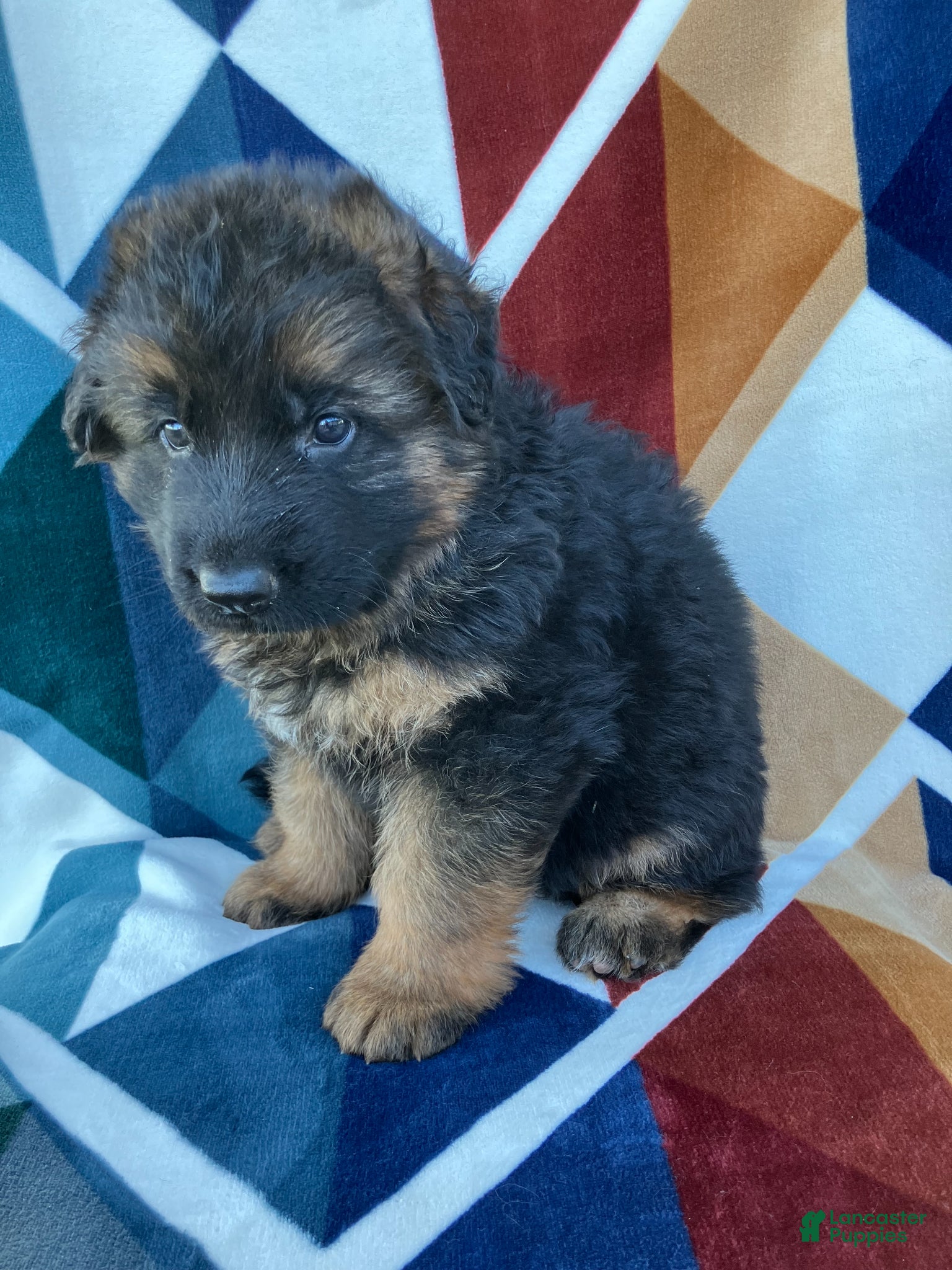 German Shepherd dogs for sale: Stetson-Male - Ad 5