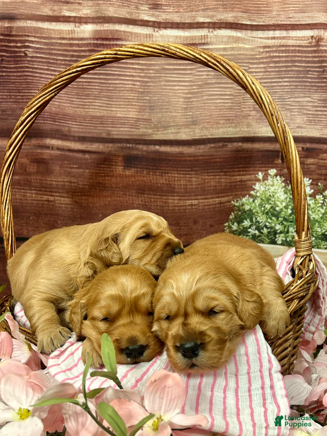 Golden Retriever dogs for sale: Buddy - Ad 1
