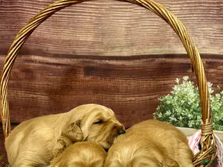 Golden Retriever dogs for sale: Buddy - Ad 1