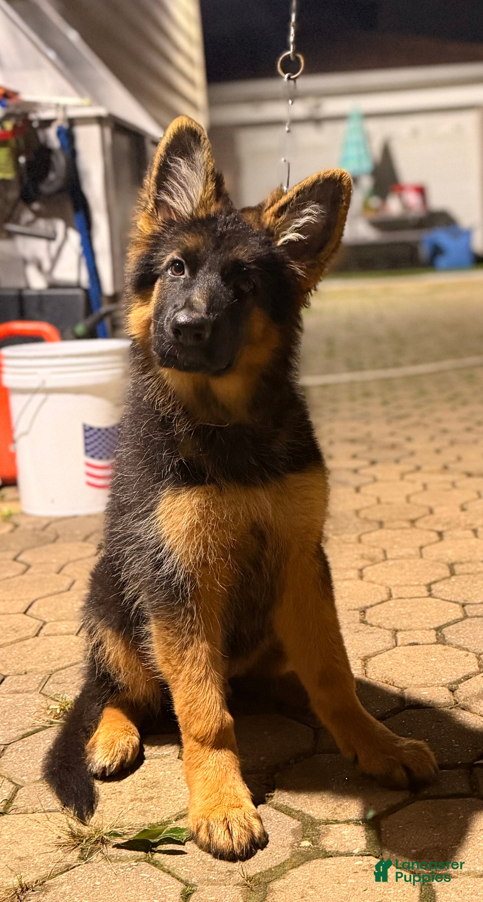 German Shepherd dogs German Shepherd 1 - Ad 31