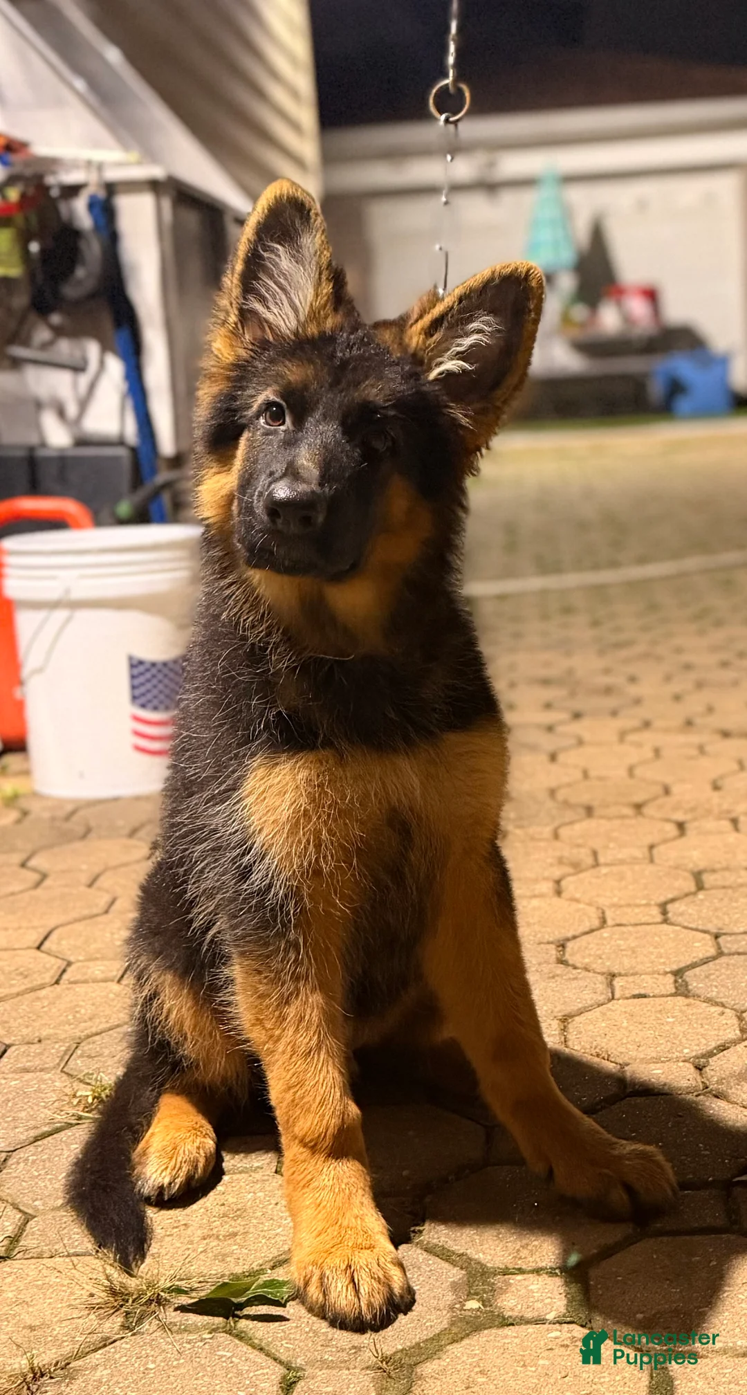German Shepherd dogs for sale: German Shepherd 1 - Ad 1