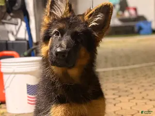 German Shepherd dogs German Shepherd 1 - Ad 31