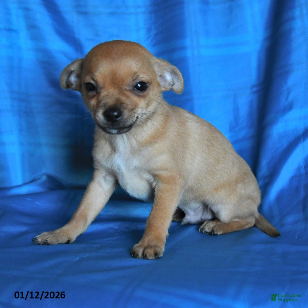 Chihuahua dogs for sale: Sprite - Ad 2