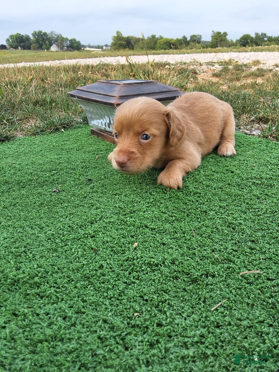 Dachshund dogs for sale: Trisha - Ad 2