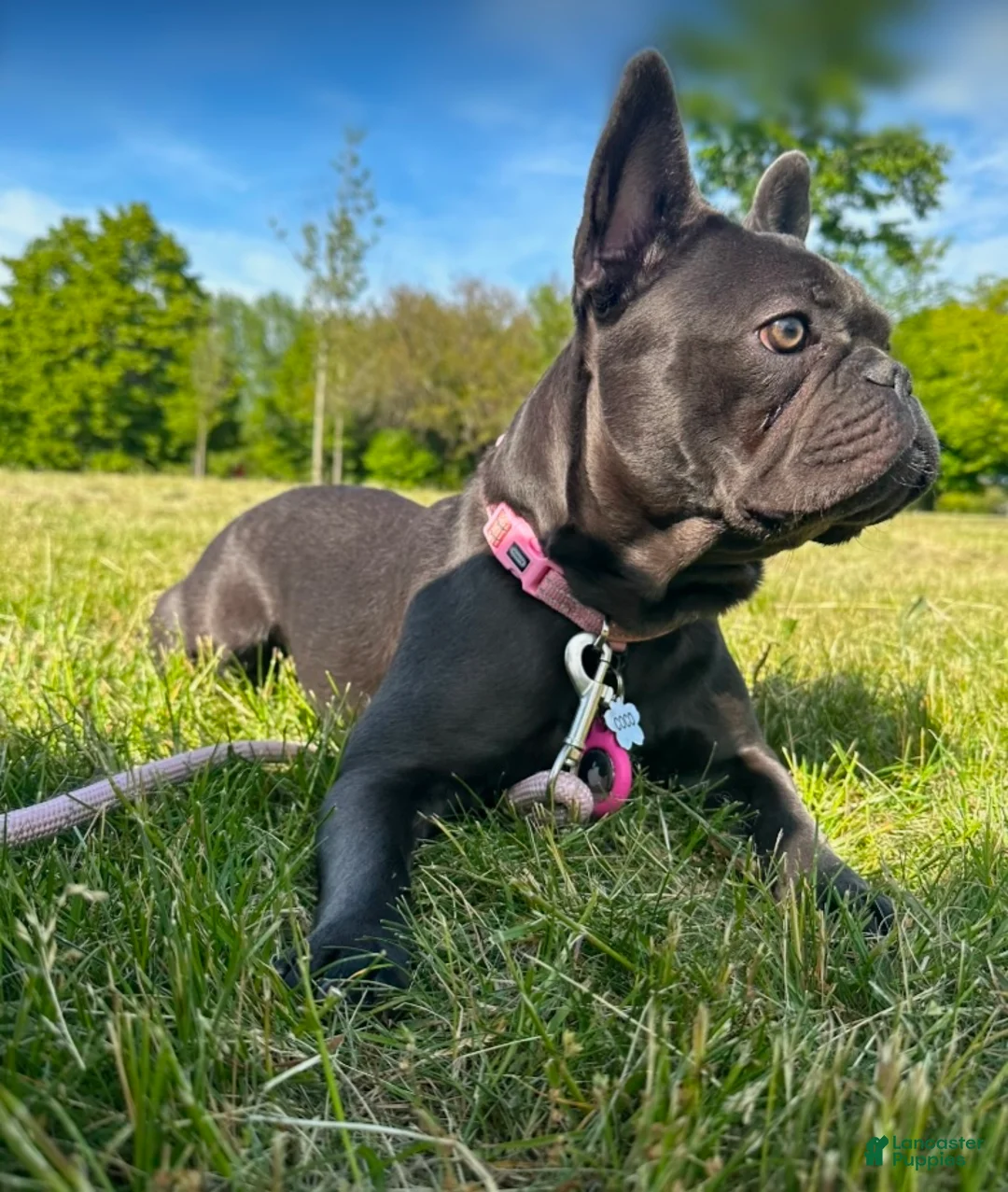 French Bulldog dogs for sale: Zoe - Ad 7