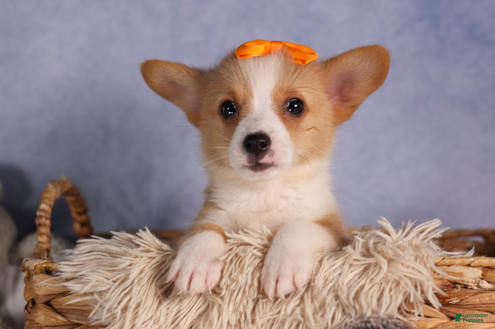 Welsh Corgi Pembroke dogs Carter  - Ad 1