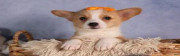 Welsh Corgi Pembroke dogs for sale: Carter  - Ad 1