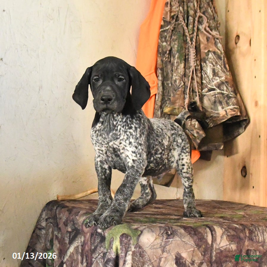 German Shorthaired Pointer dogs Harley - Ad 6