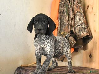German Shorthaired Pointer dogs Harley - Ad 6