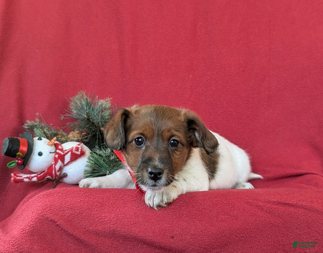 Jackapoo dogs for sale: Baxter - Ad 7