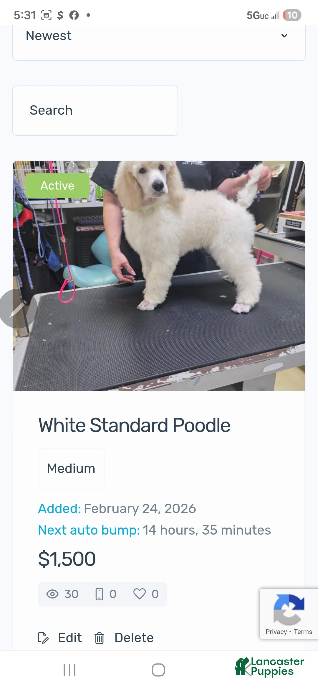 Standard Poodle dogs for sale: Standard Poodle Puppy 3 - Ad 1