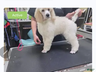 Standard Poodle dogs for sale: Standard Poodle Puppy 3 - Ad 2