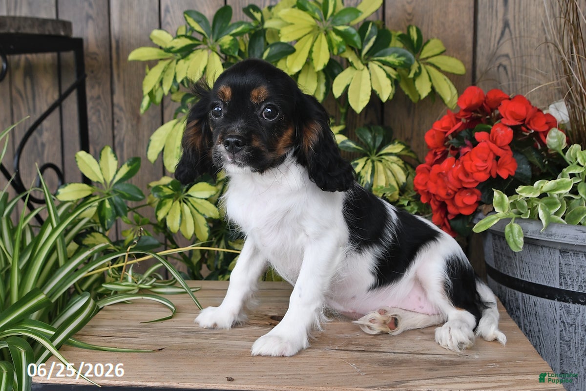 Cavalier King Charles Spaniel dogs Carla - Ad 2