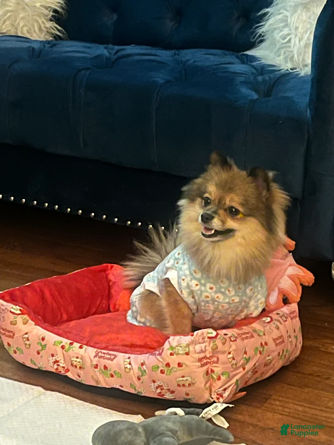 Pomeranian dogs for sale: Pomeranian Puppy 1 - Ad 2