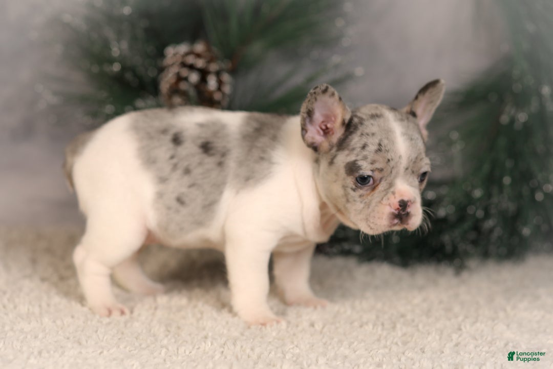 French Bulldog dogs for sale: Alice - Ad 4