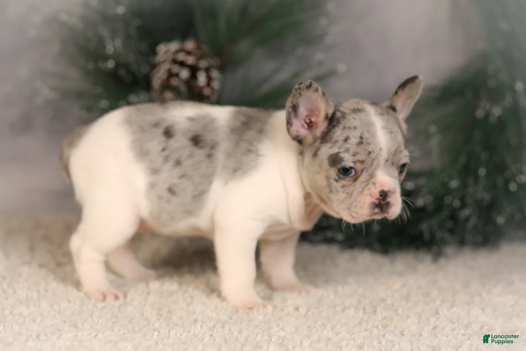 French Bulldog dogs for sale: Alice - Ad 4