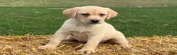 Labrador Retriever dogs for sale: Gertie - Ad 2