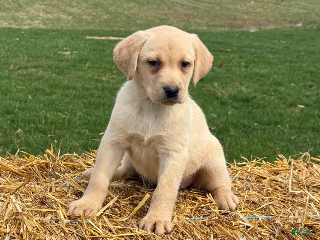Labrador Retriever dogs for sale: Gertie - Ad 2
