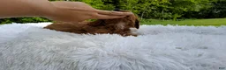 Cavapoo dogs for sale: Percy  - Ad 3