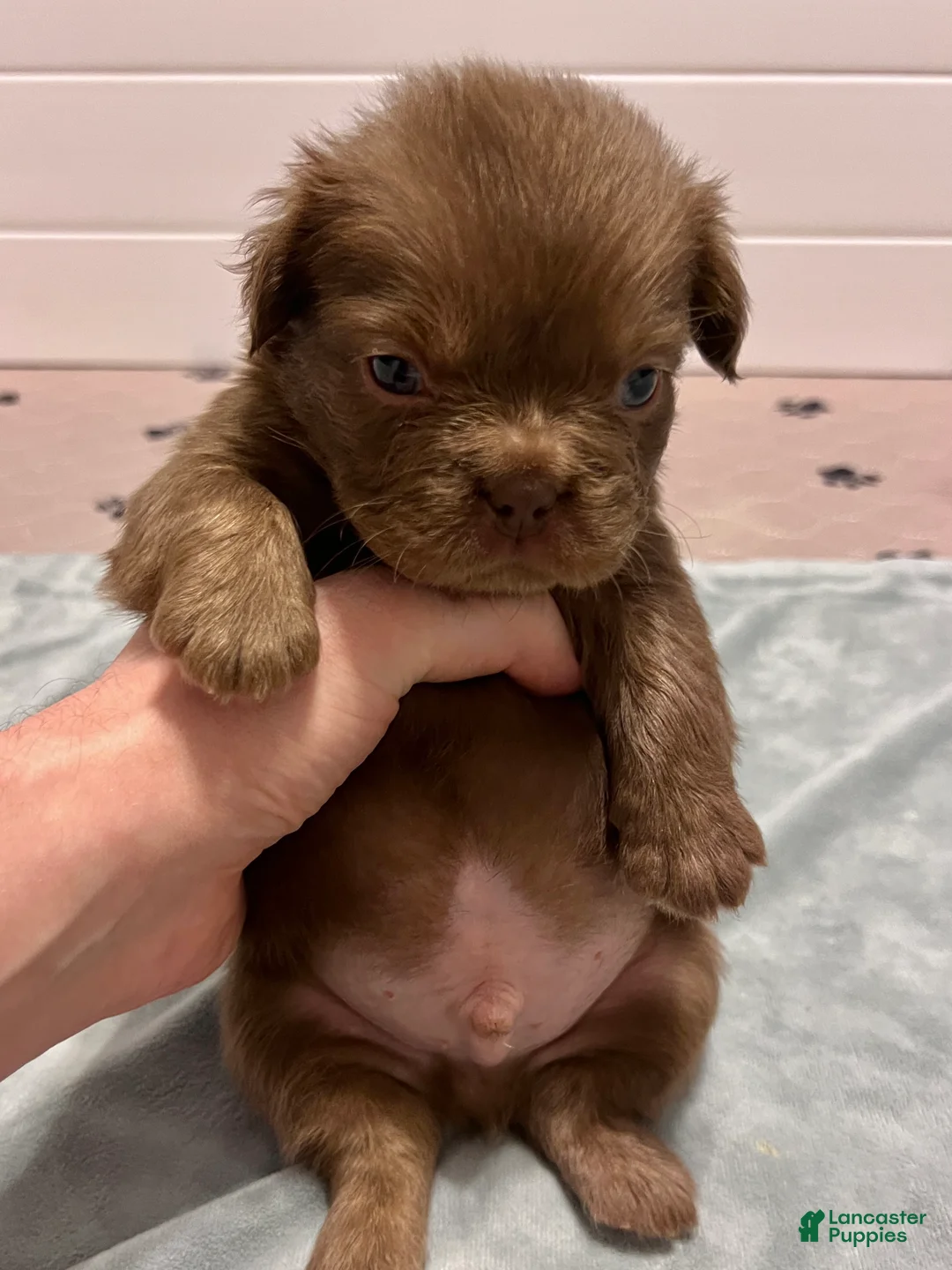 French Bulldog dogs for sale: Teddy Bear - Ad 2