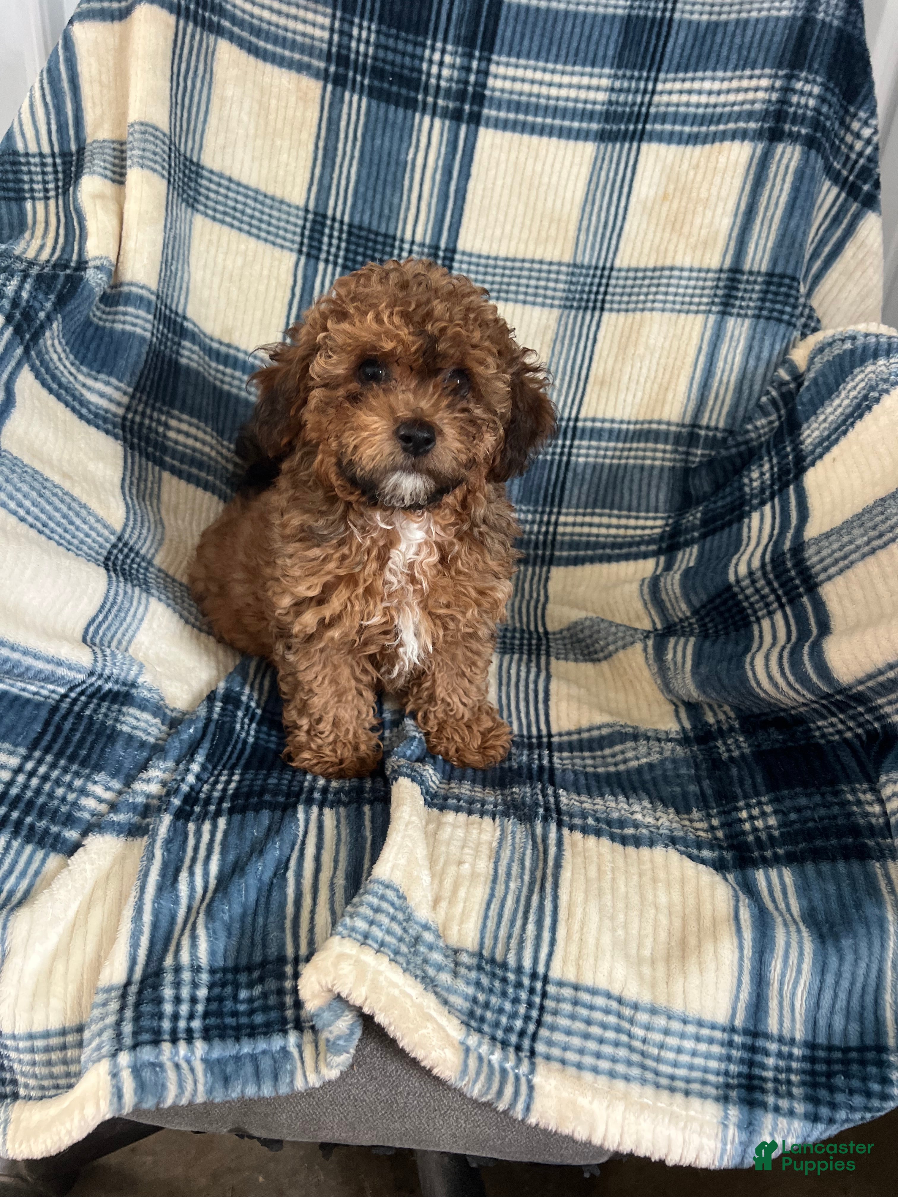Shihpoo dogs Shihpoo MICKEY-BOY - Ad 1