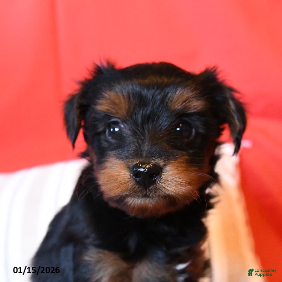 Yorkiepoo dogs Ralph - Ad 2