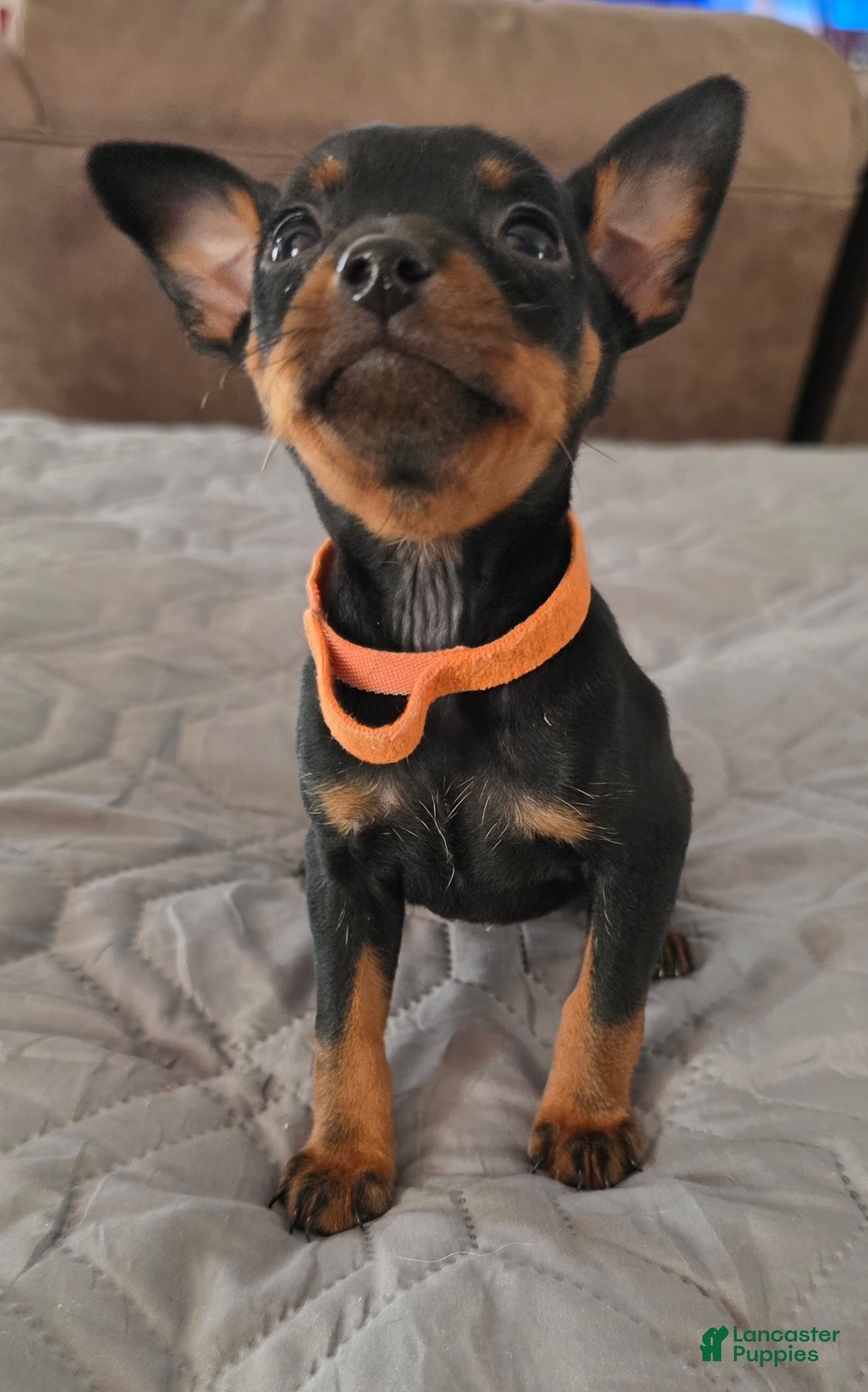 Miniature Pinscher dogs R-Orange  - Ad 1