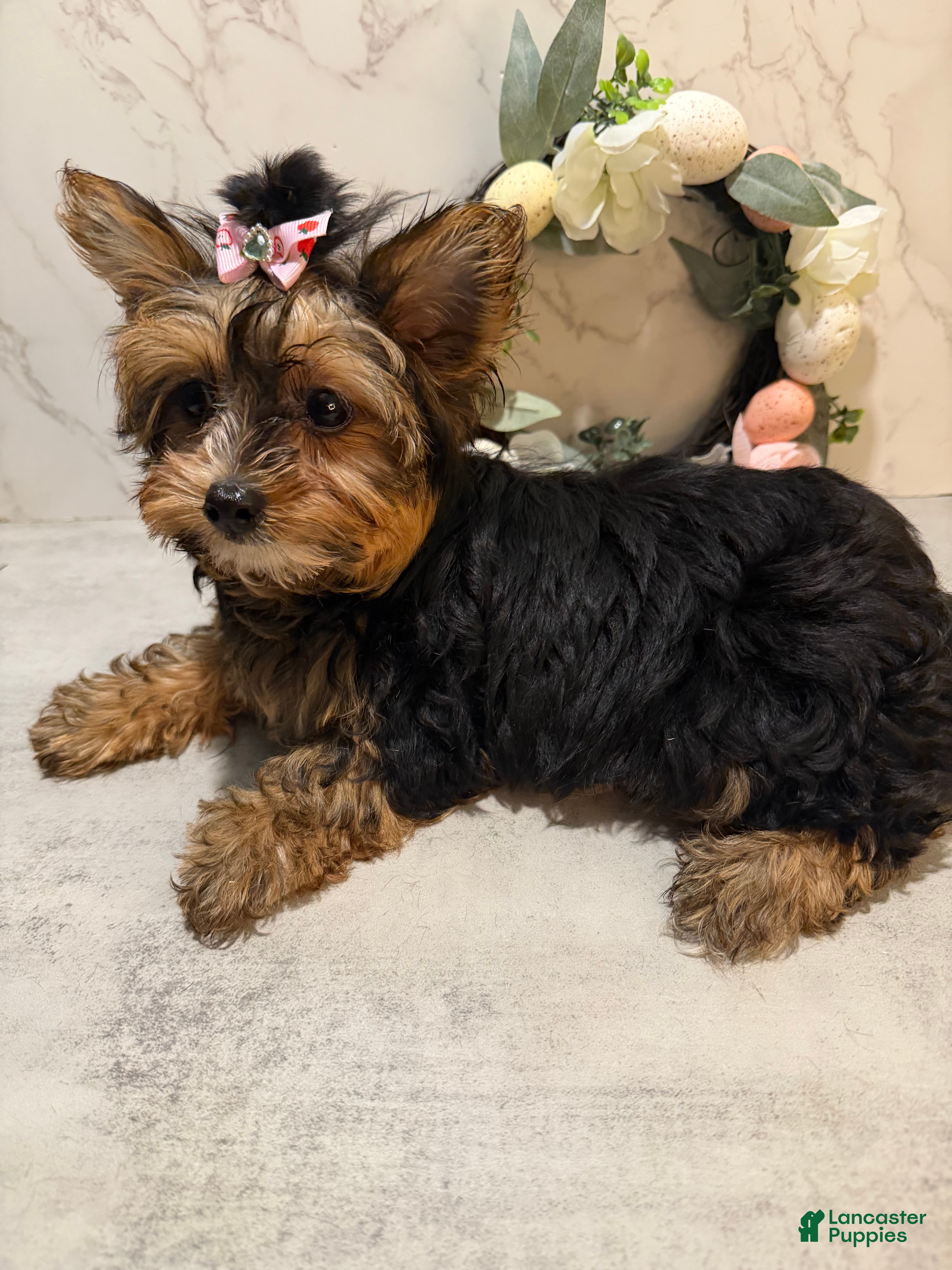 Yorkshire Terrier dogs Billy Rae - Ad 2