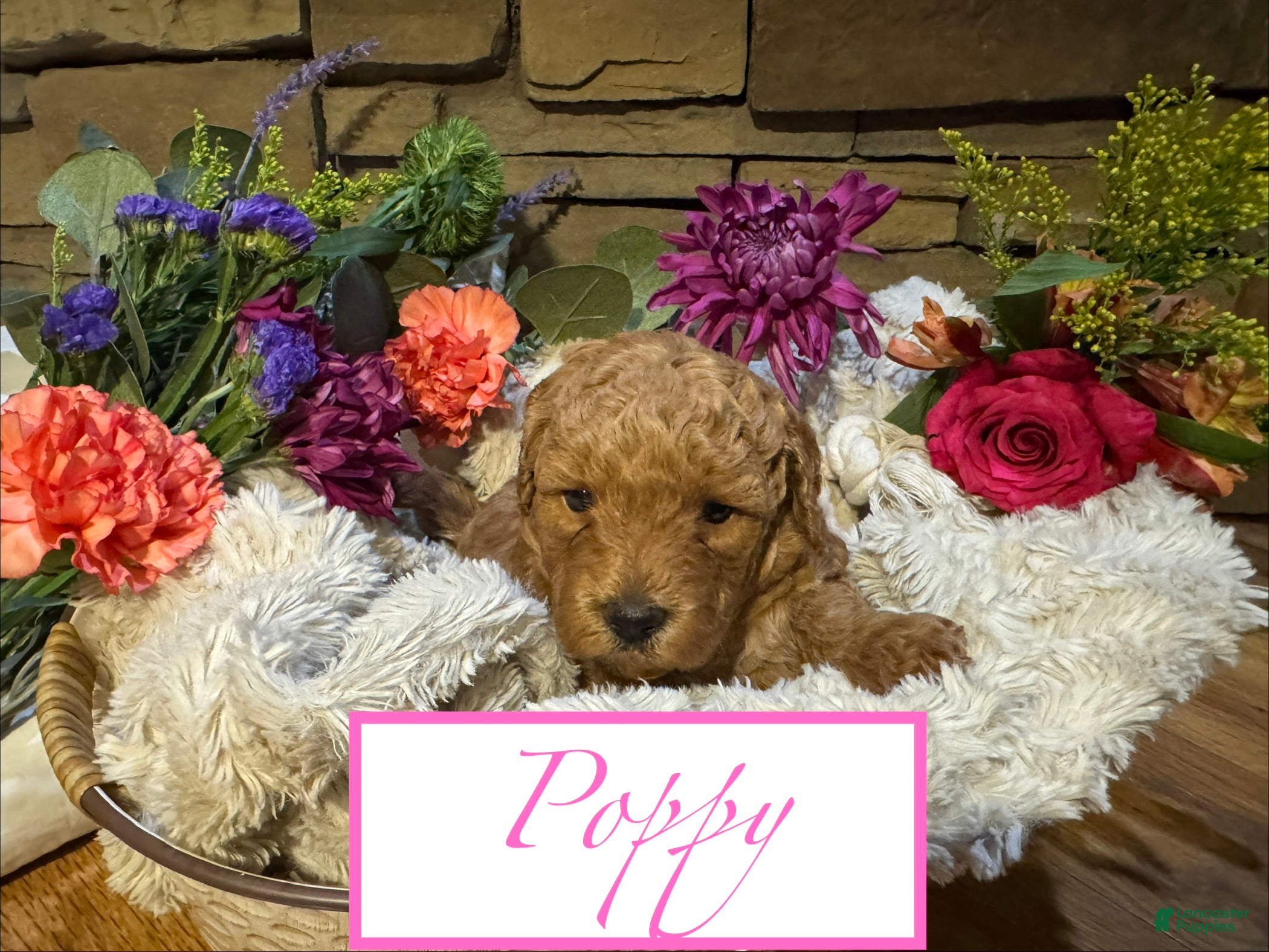 Mini Goldendoodle dogs Poppy - Ad 36