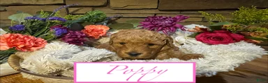Poppy