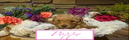 Mini Goldendoodle dogs for sale: Poppy - Ad 1