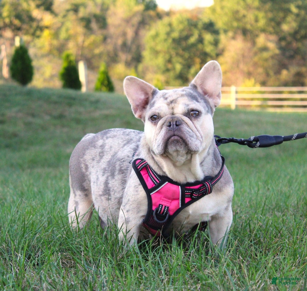 French Bulldog dogs for sale: King - Ad 6