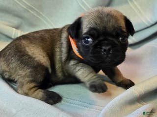 Pug dogs Nakita - Ad 23