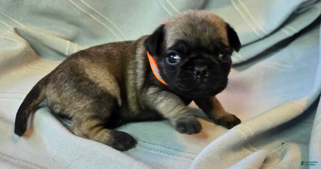 Pug dogs for sale: Nakita - Ad 1