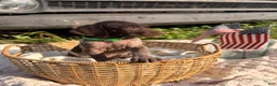 German Shorthaired Pointer dogs for sale: Darby - Ad 3