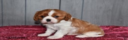 Cavalier King Charles Spaniel dogs for sale: Queen   - Ad 3