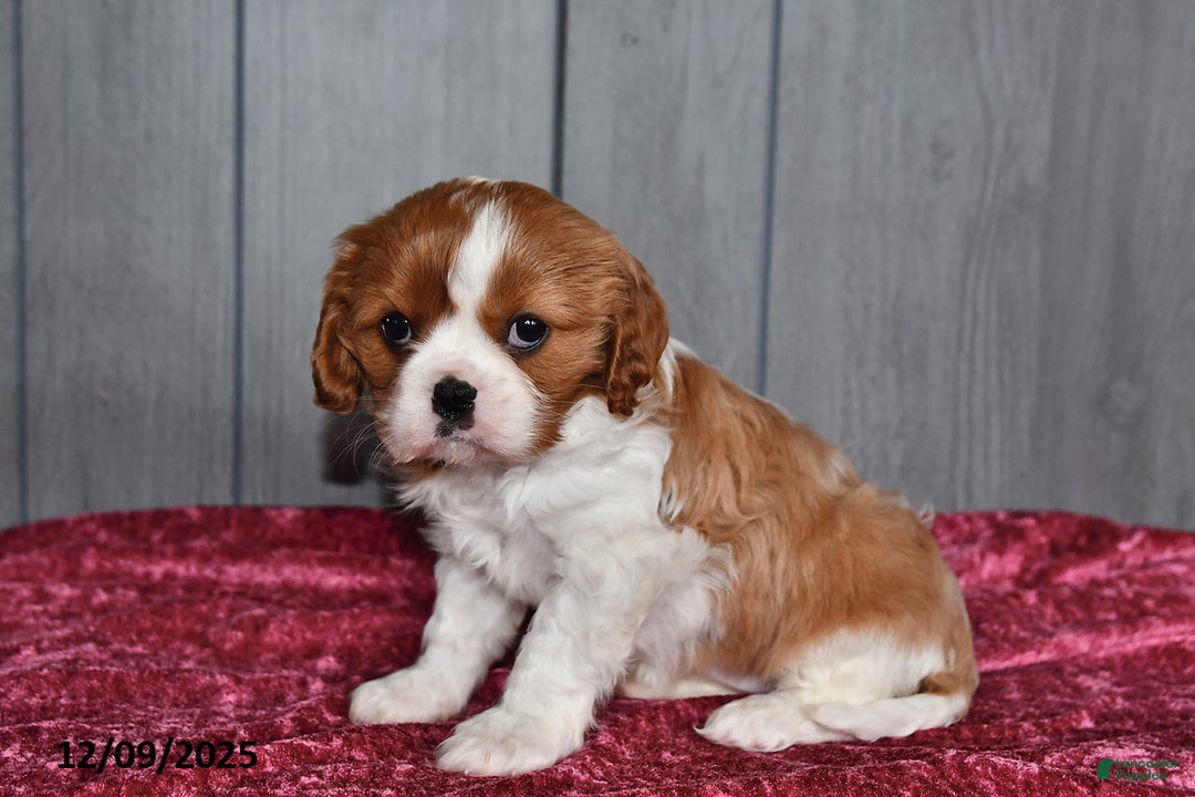Cavalier King Charles Spaniel dogs for sale: Queen   - Ad 3
