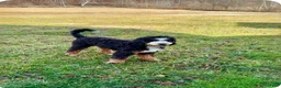 Mini Bernedoodle dogs for sale: Mini Bernedoodle Puppy 1 - Ad 2