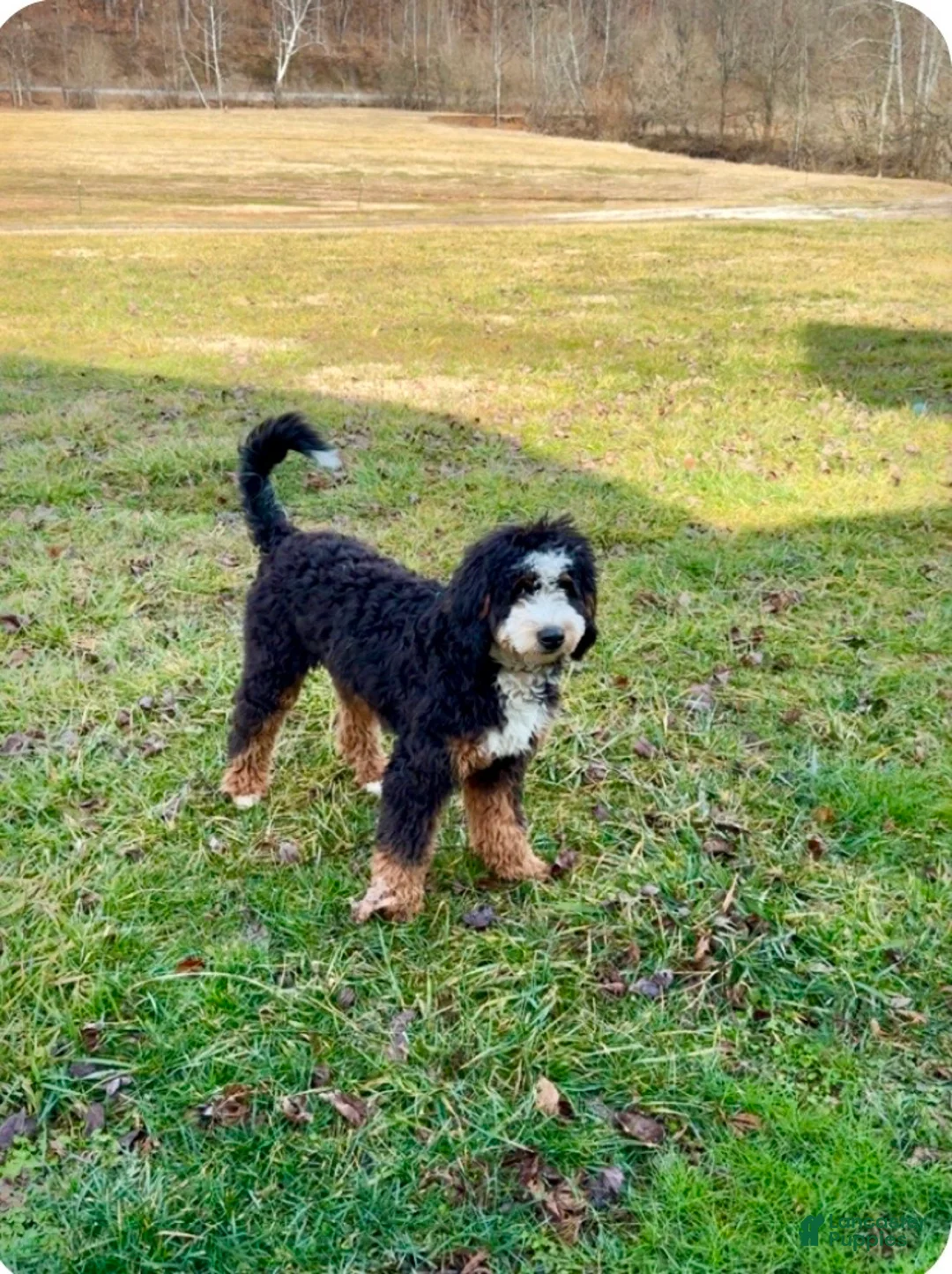 Mini Bernedoodle dogs for sale: Mini Bernedoodle Puppy 1 - Ad 2