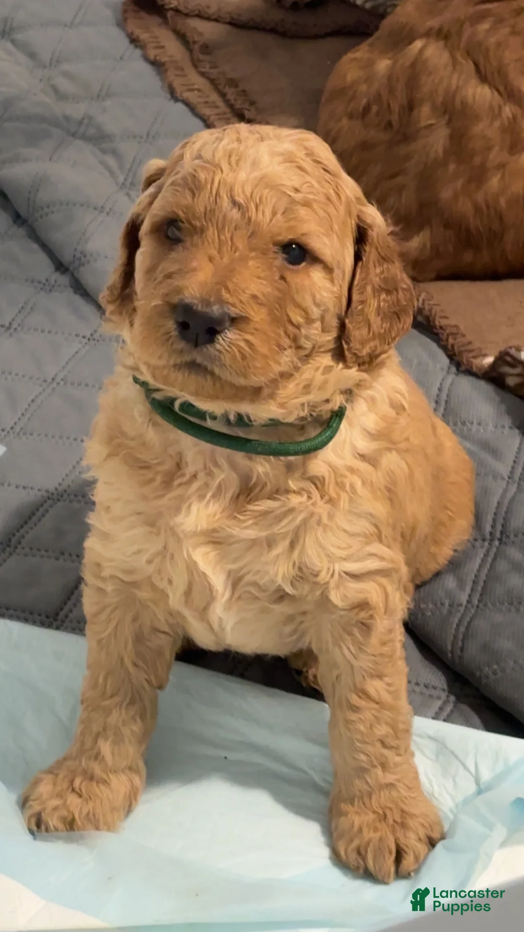 Goldendoodle dogs for sale: Goldendoodle 3 - Ad 1