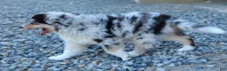Miniature Australian Shepherd dogs for sale: LANDON [ new pictures] - Ad 13
