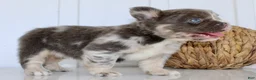 French Bulldog dogs for sale: Dakota Male AKC Fluffy French Bulldog - Ad 15