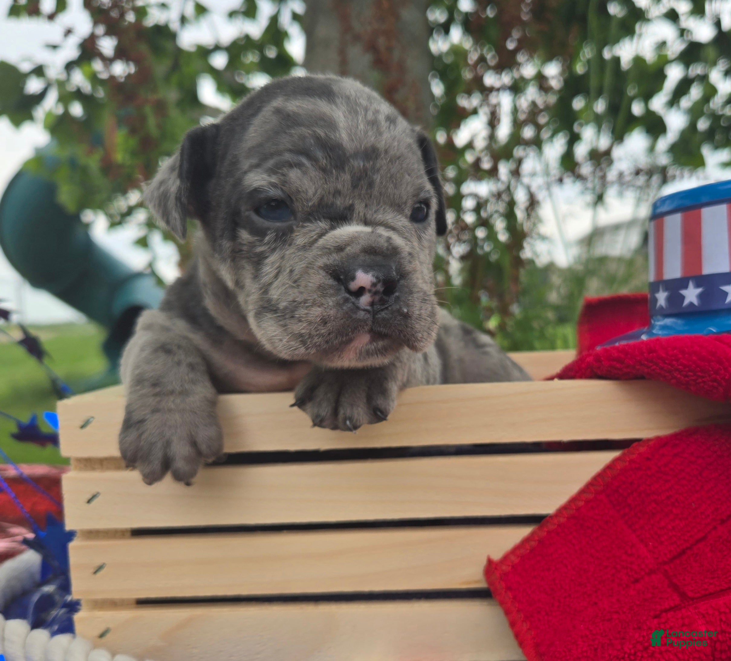 Olde English Bulldogge dogs Marshall - Ad 2