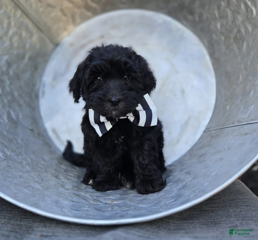 Mini Sheepadoodle dogs for sale: Theo - Ad 1