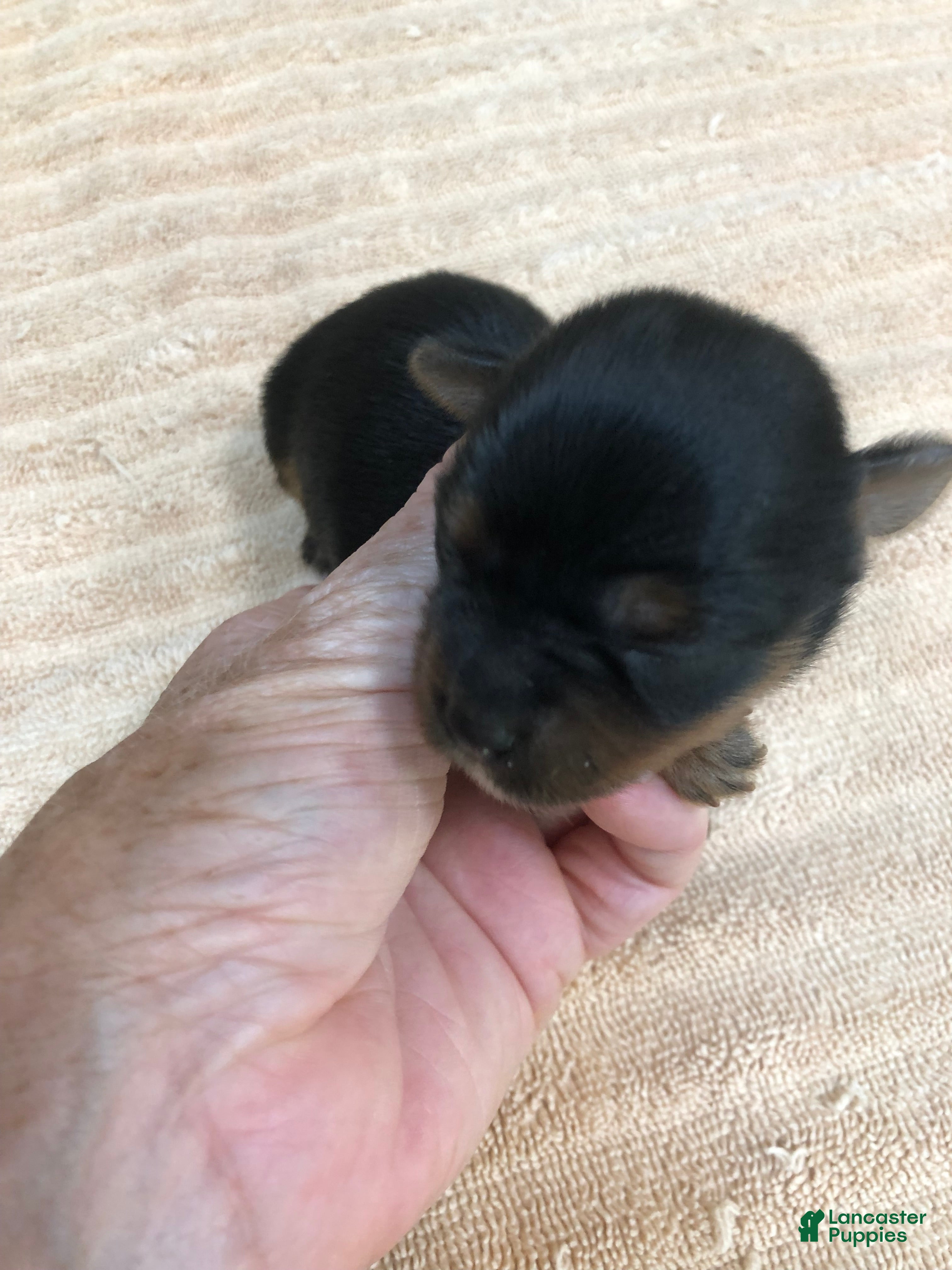 Yorkshire Terrier dogs Oakley - Ad 17