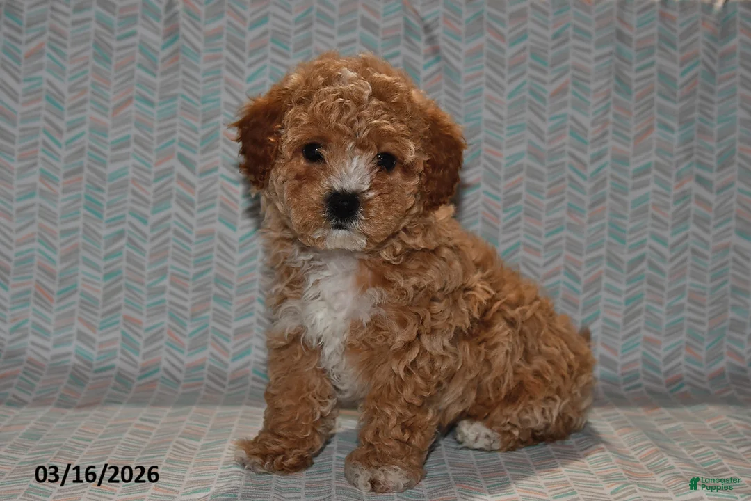 Maltipoo dogs for sale: Bandit - Ad 1